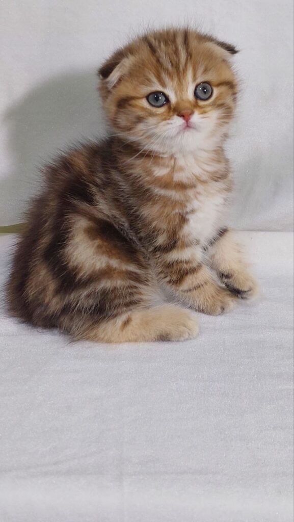 David - Scottish Fold Gold Marble Male 2 Months Old