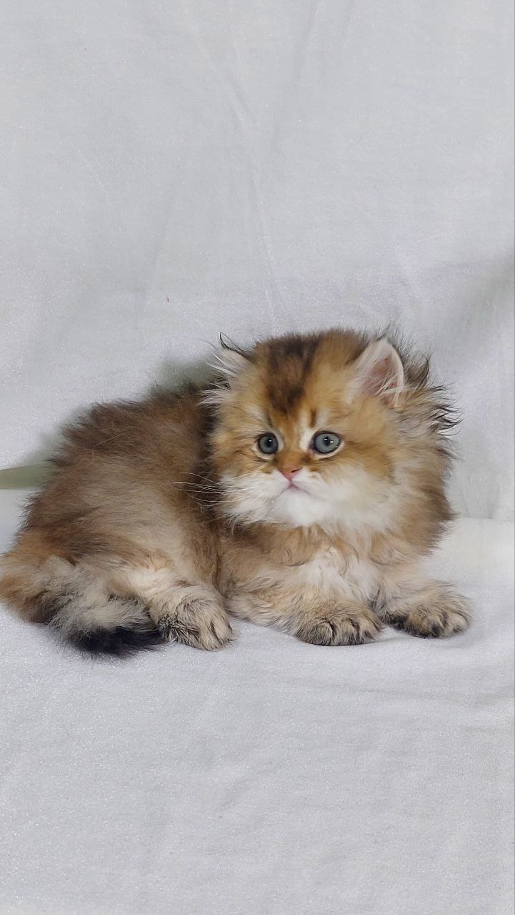 Erika – British Longhair Gold Female 2 Months Old