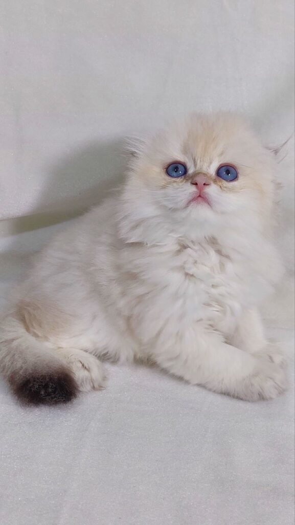 Ferrari - Scottish Fold White Point Male 2 Months Old