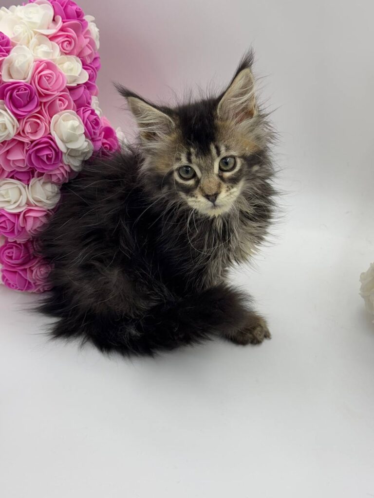 Glaze - Tabby Maine Coon Female 2.5 Months Old