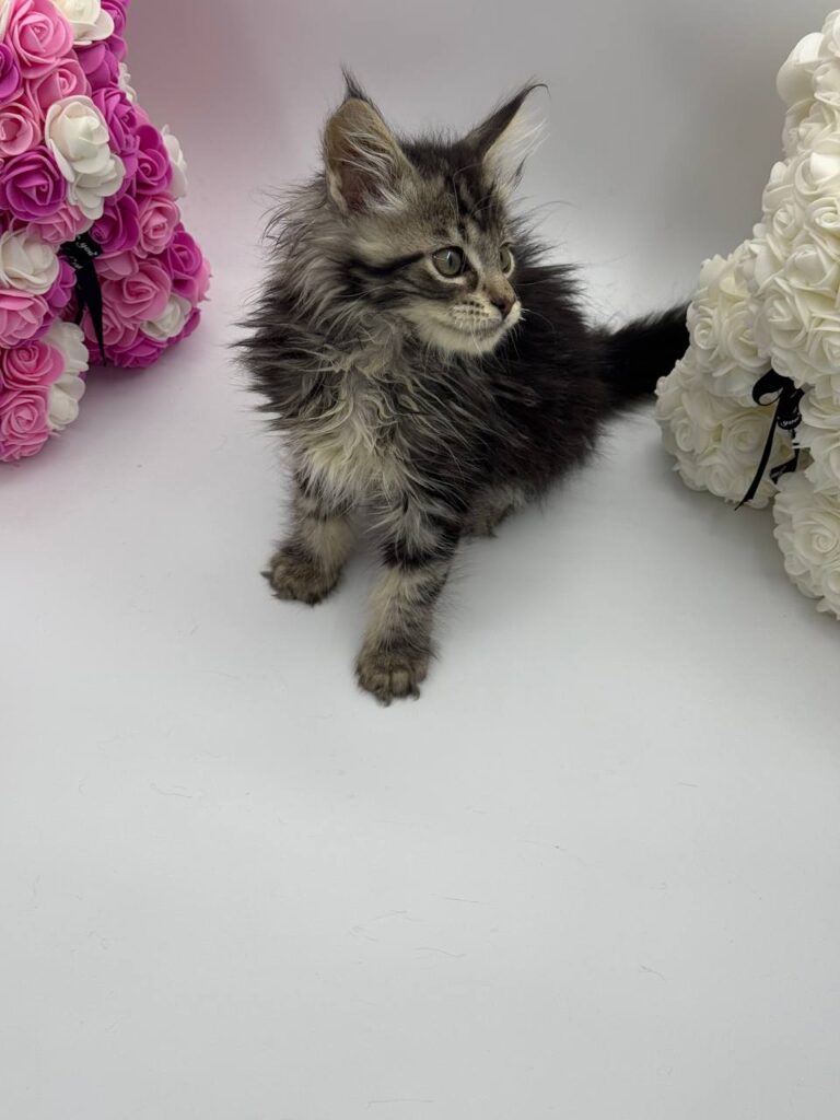 Harris - Tabby Maine Coon Male 2.5 Months Old