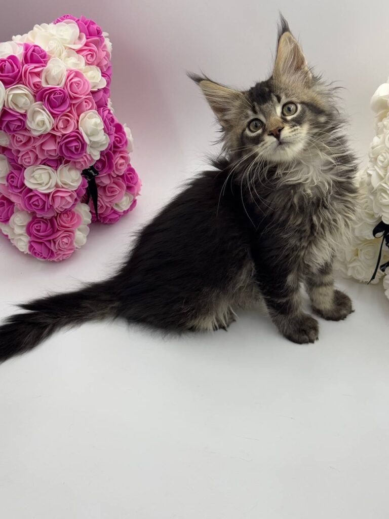 Guess - Tabby Maine Coon Male 2.5 Months Old