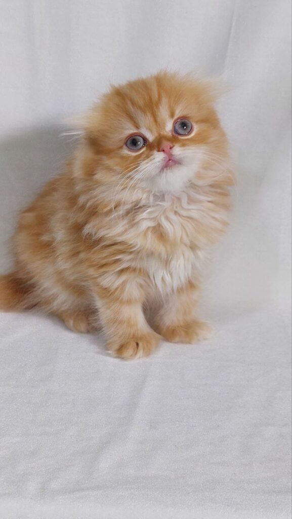 Kasper - Gold Scottish Fold Male 2 Months Old