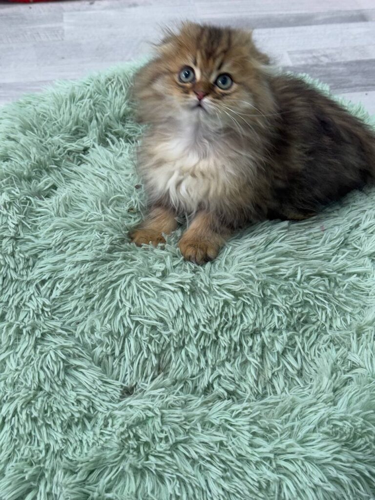 Fendi - Gold Longhair Scottish Fold Male 2.5 Months Old