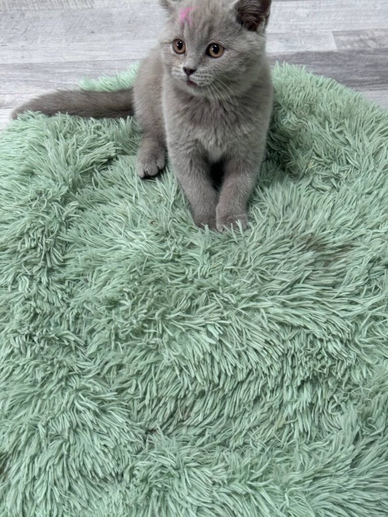 Smoke - Blue British Shorthair Male 2.5 Months Old