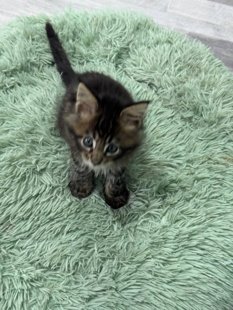 Armani - Dark Tabby Maine Coon Male 2.5 Months Old