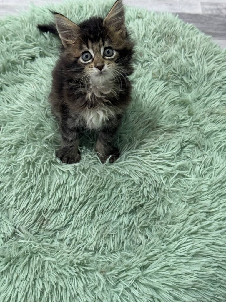 Becca - Dark Tabby Maine Coon Female 2.5 Months Old