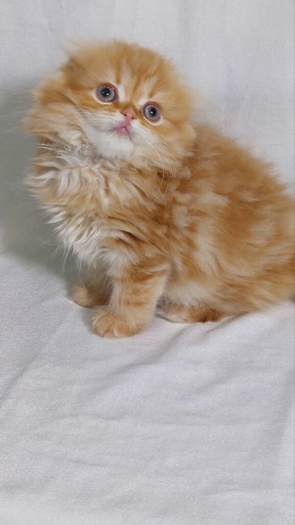 Kasper - Gold Scottish Fold Male 2 Months Old