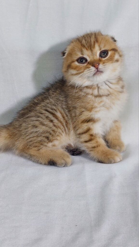 Dolce - Scottish Fold Gold Marble Female 2 Months Old