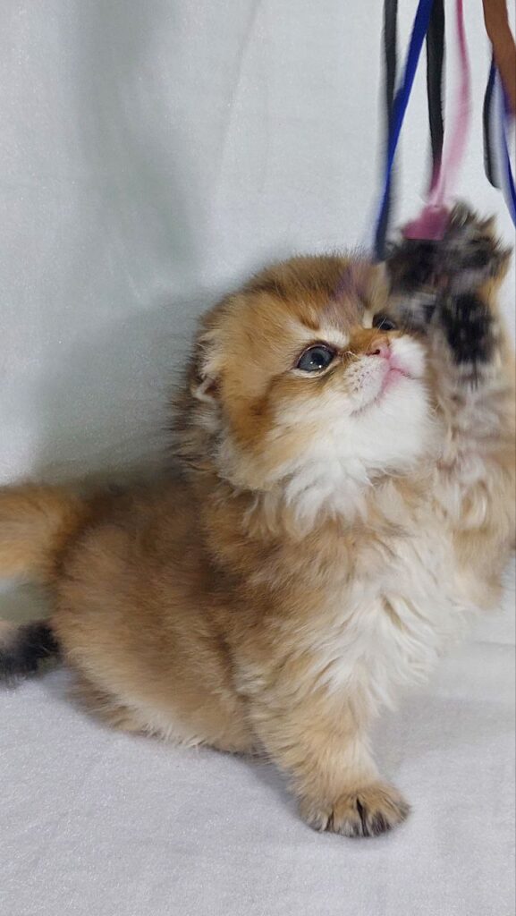 Amina - Scottish Fold Gold Female 2 Months Old