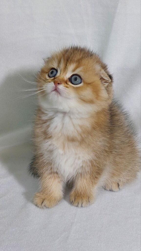 Bruno - Scottish Fold Gold Male 2 Months Old