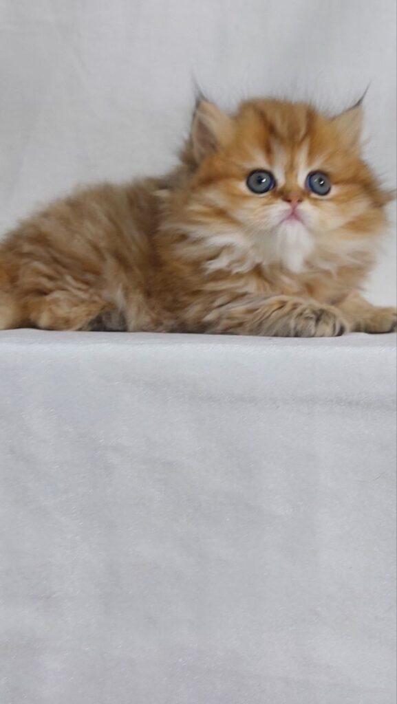 Carolina - British Longhair Fold Female 2 Months Old