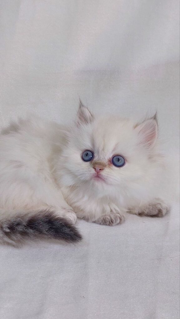 Celine - British Longhair White Female with Blue Eyes 2 Months Old