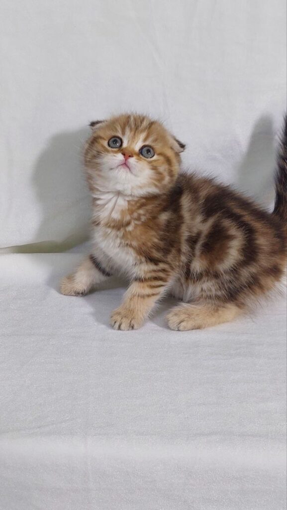 David - Scottish Fold Gold Marble Male 2 Months Old