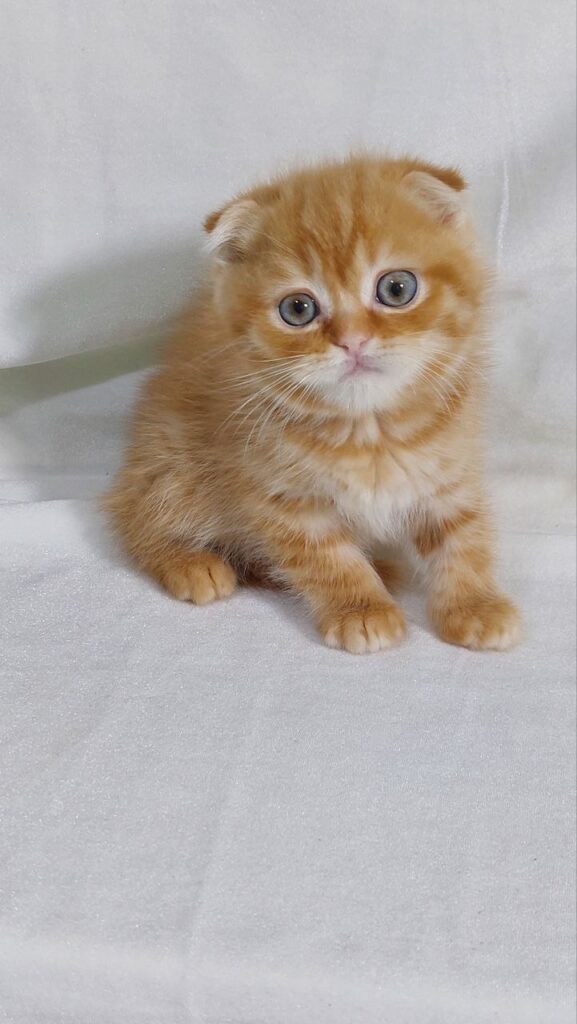 Gianni - Scottish Fold Gold Male 2 Months Old