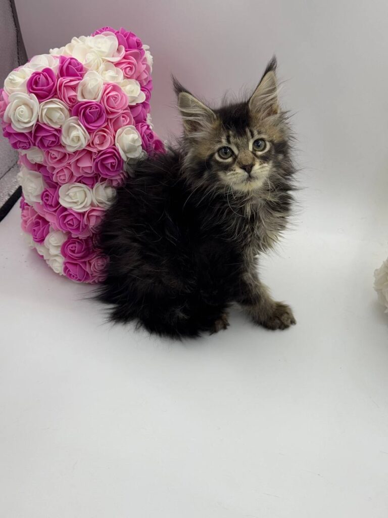 Glaze - Tabby Maine Coon Female 2.5 Months Old