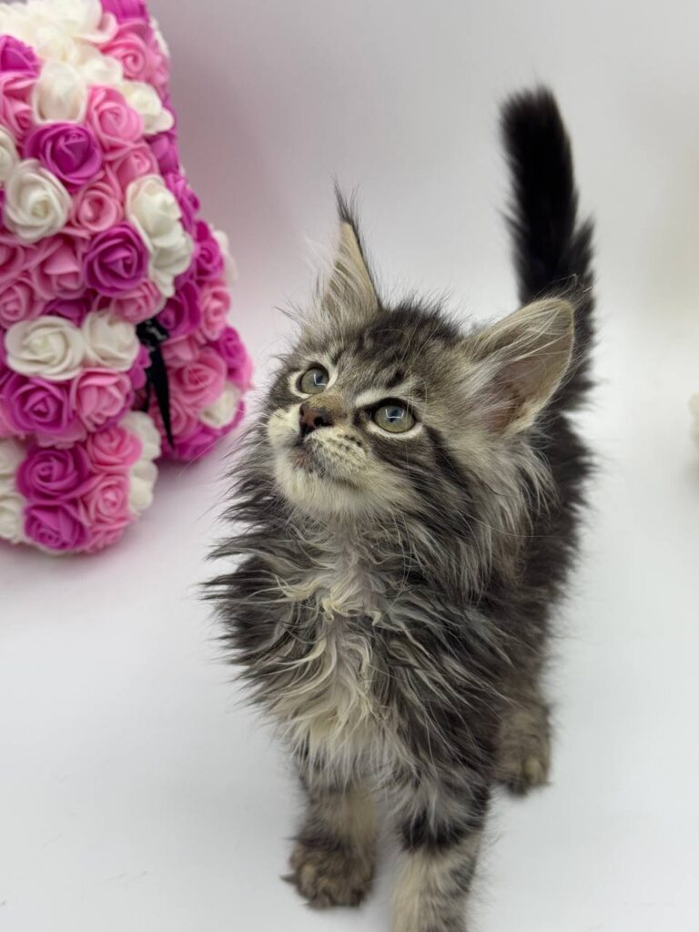 Guess - Tabby Maine Coon Male 2.5 Months Old