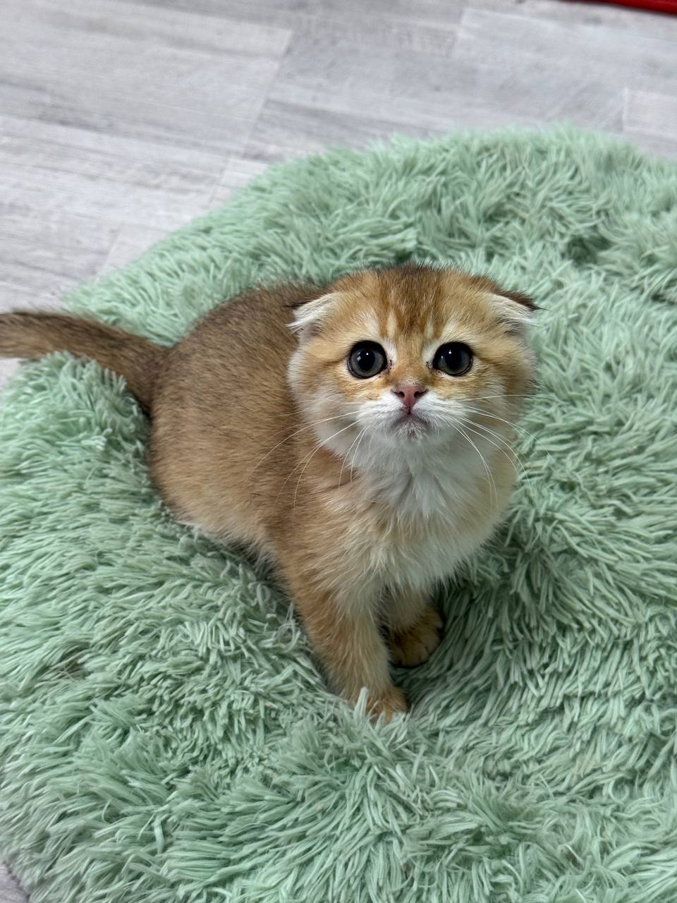 Dior – Gold Scottish Fold Male 2.5 Months Old