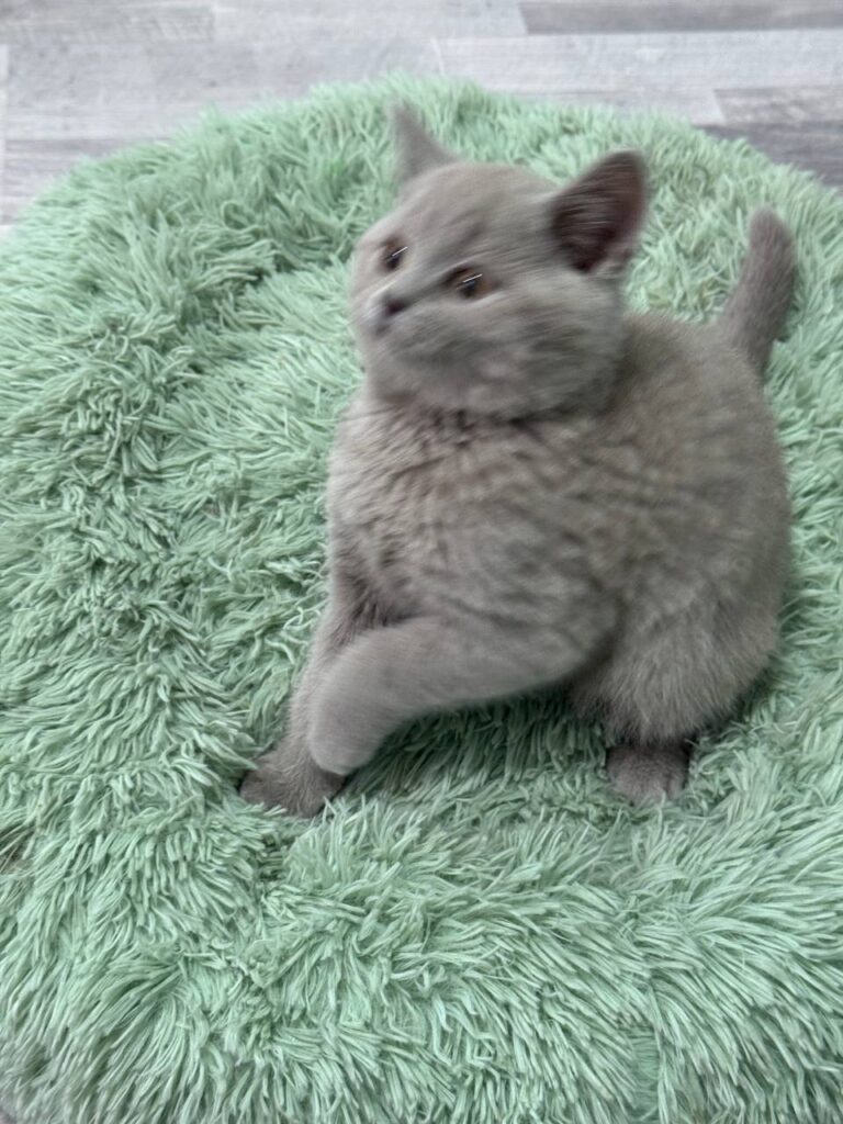 Smoke - Blue British Shorthair Male 2.5 Months Old