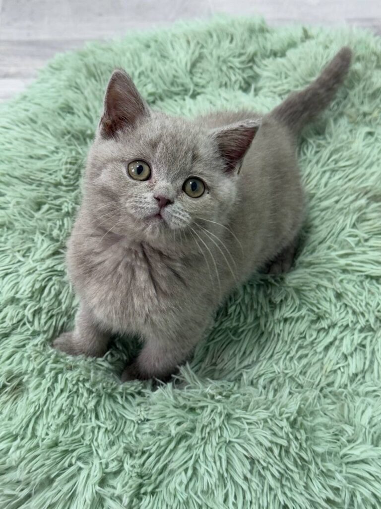 Gucci - Blue British Shorthair Male 2.5 Months Old