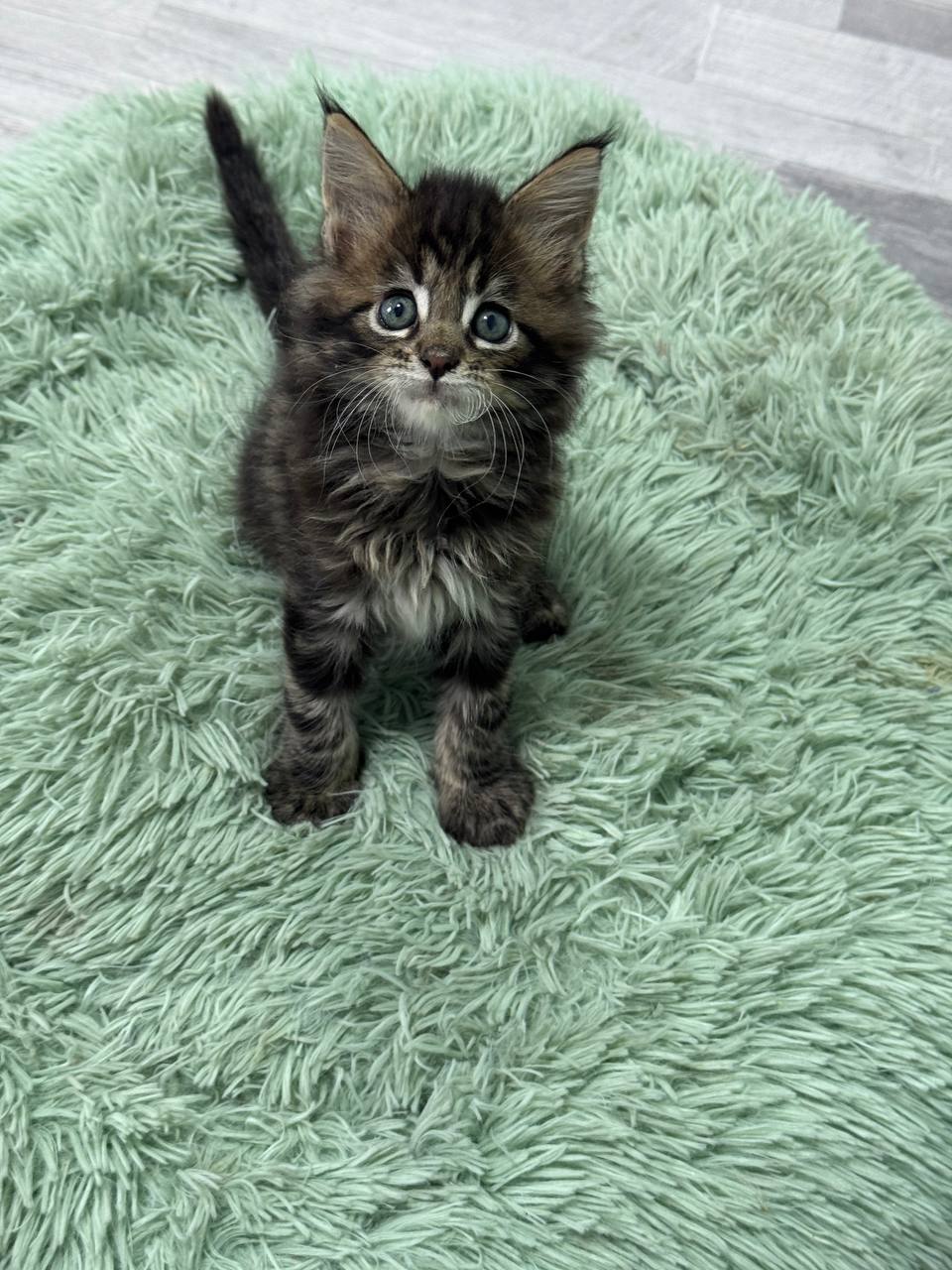 Armani – Dark Tabby Maine Coon Male 2.5 Months Old