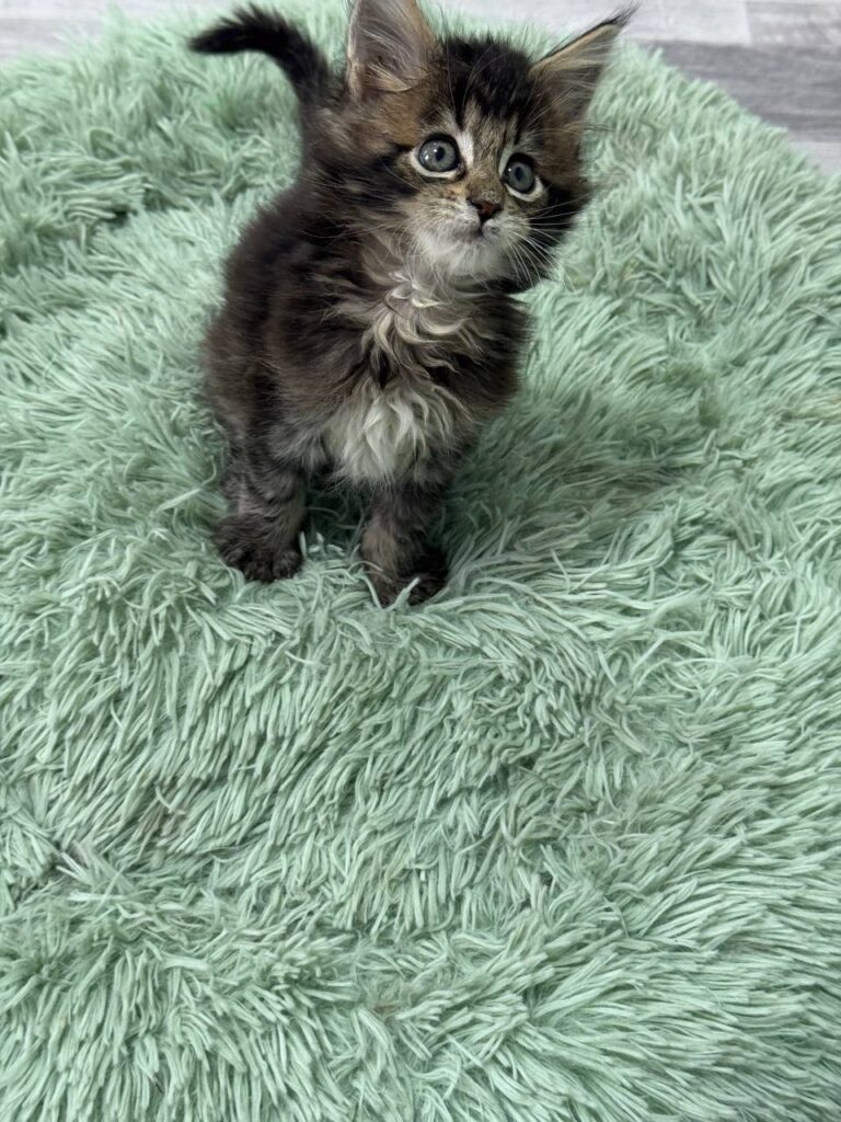 Becca - Dark Tabby Maine Coon Female 2.5 Months Old