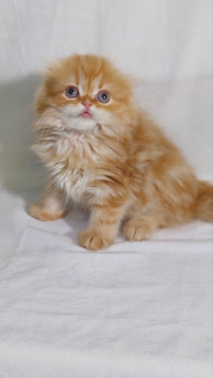 Kasper – Gold Scottish Fold Male 2 Months Old