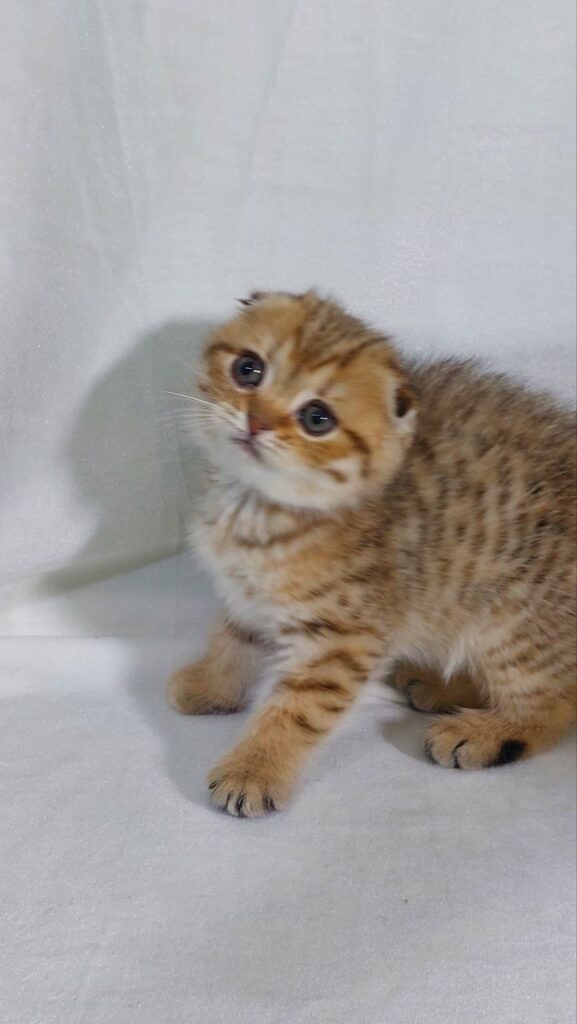 Dolce - Scottish Fold Gold Marble Female 2 Months Old