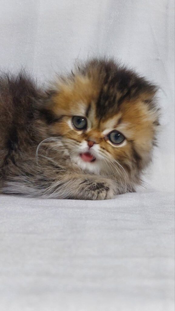 Alice - Scottish Fold Dark Gold Female 2 Months Old