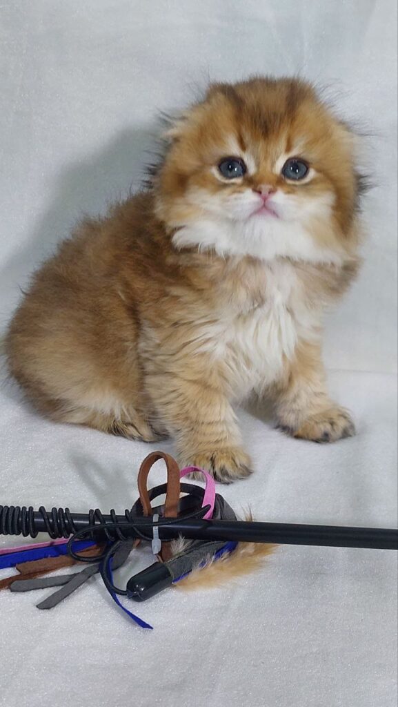 Amina - Scottish Fold Gold Female 2 Months Old