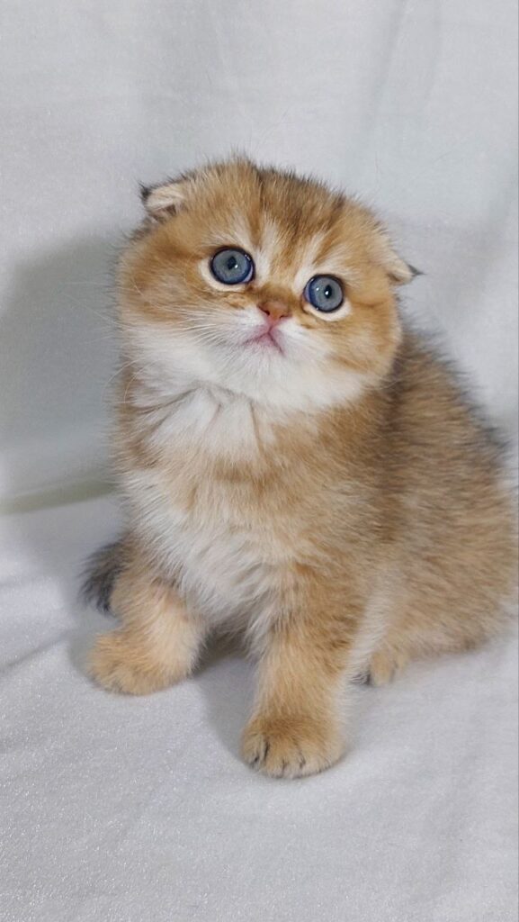 Bruno - Scottish Fold Gold Male 2 Months Old