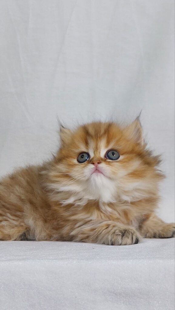 Carolina - British Longhair Fold Female 2 Months Old