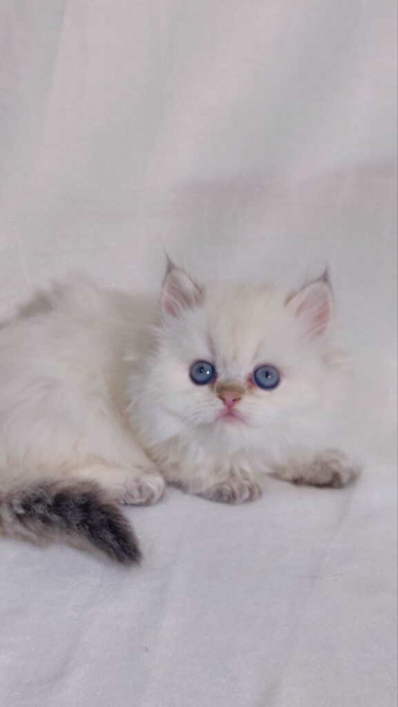 Celine - British Longhair White Female with Blue Eyes 2 Months Old