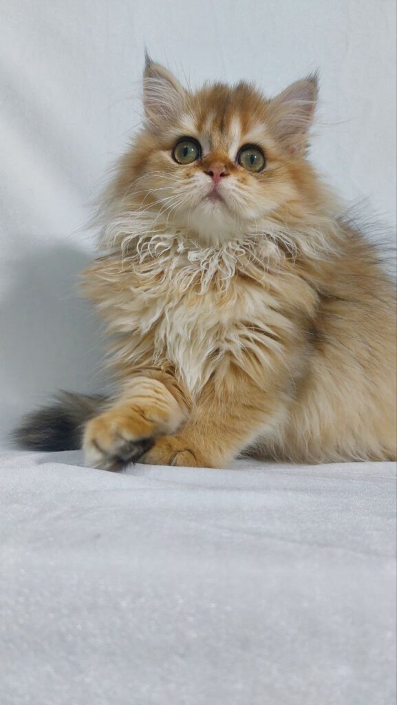 Chloe - Longhair Scottish Fold Female 3 Months Old