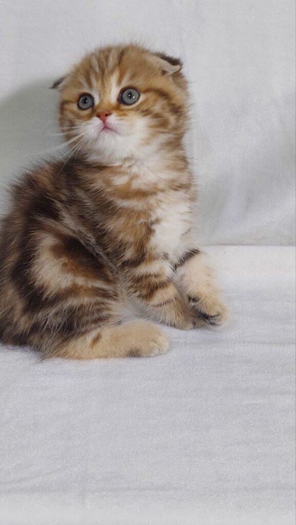 David - Scottish Fold Gold Marble Male 2 Months Old