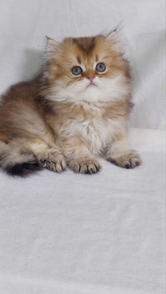 Erika - British Longhair Gold Female 2 Months Old