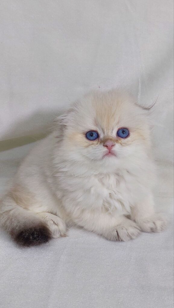 Ferrari - Scottish Fold White Point Male 2 Months Old