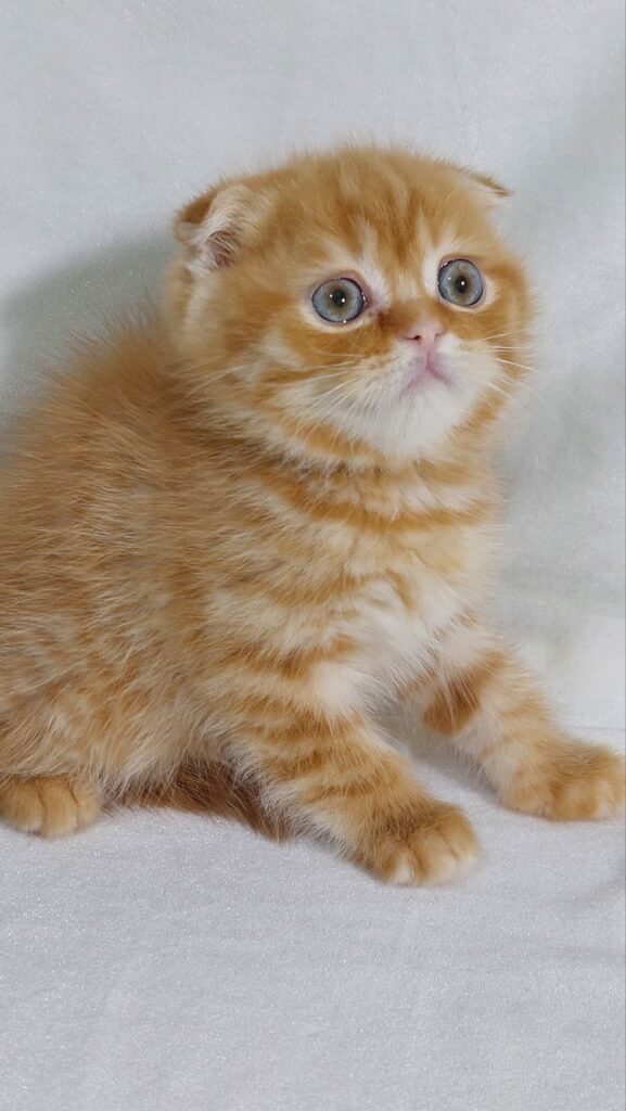 Gianni - Scottish Fold Gold Male 2 Months Old