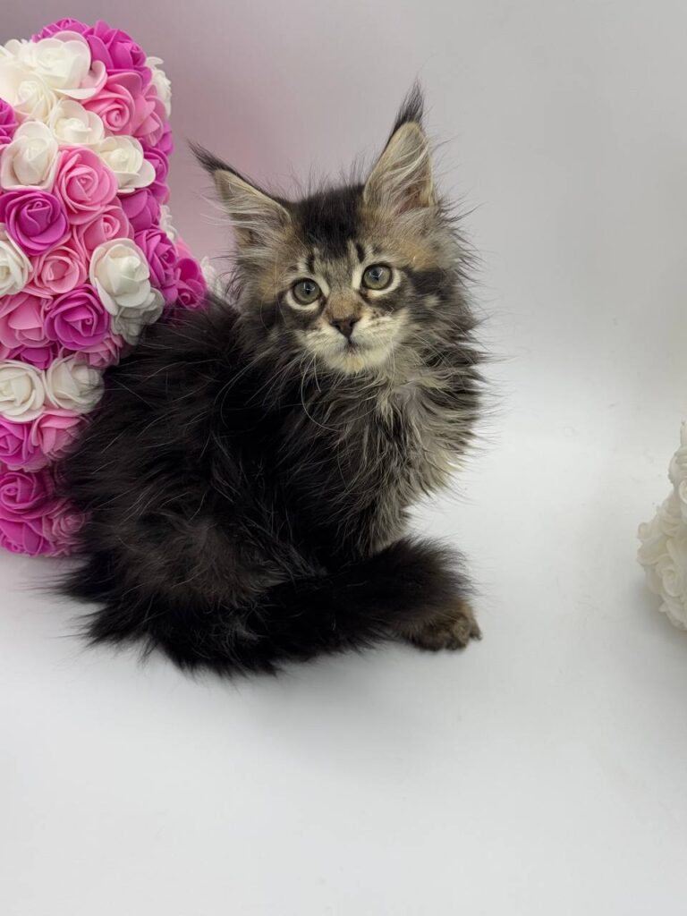 Glaze - Tabby Maine Coon Female 2.5 Months Old