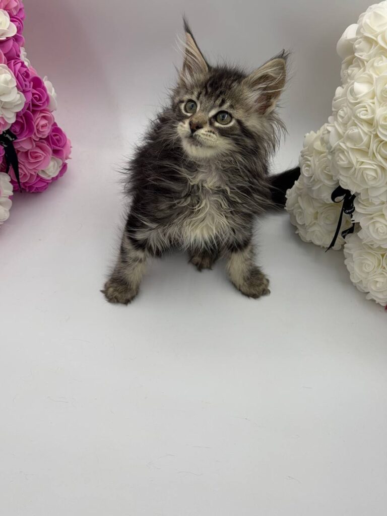 Harris - Tabby Maine Coon Male 2.5 Months Old