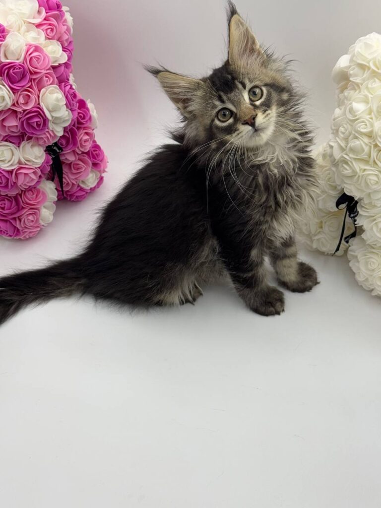 Guess - Tabby Maine Coon Male 2.5 Months Old