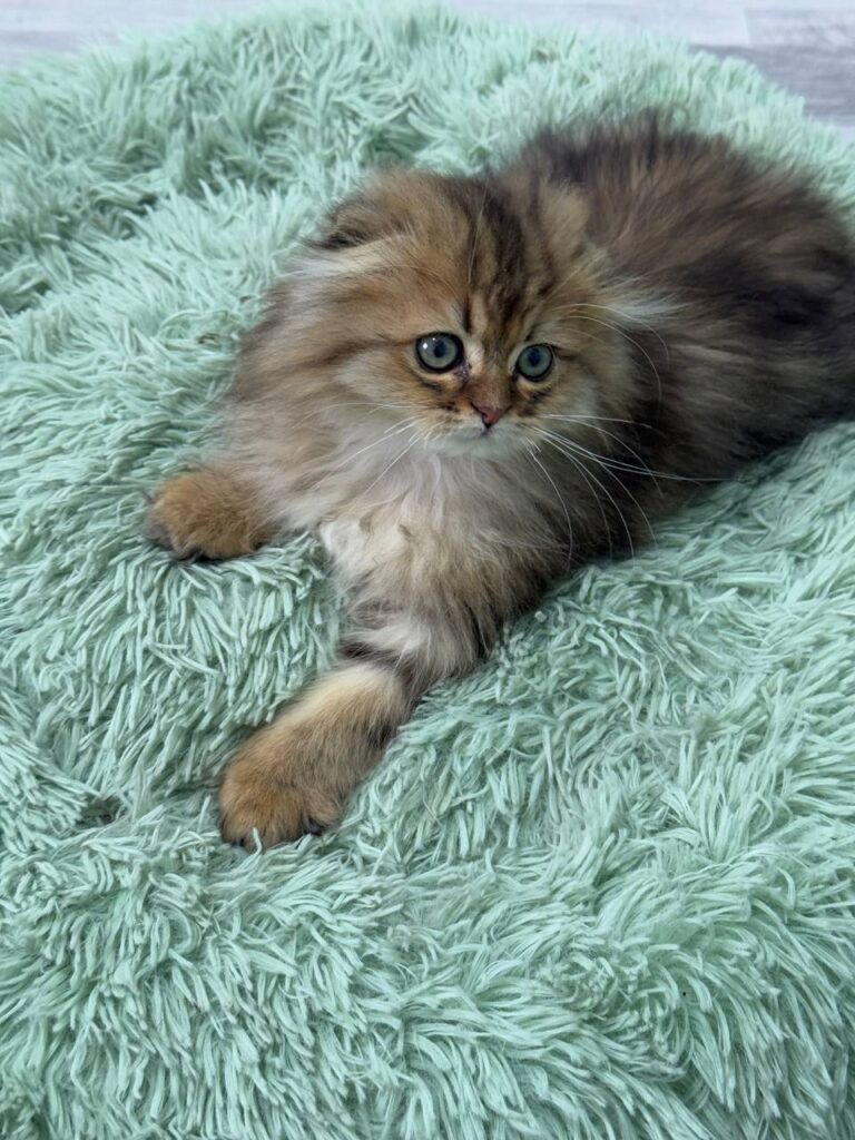 Fendi - Gold Longhair Scottish Fold Male 2.5 Months Old