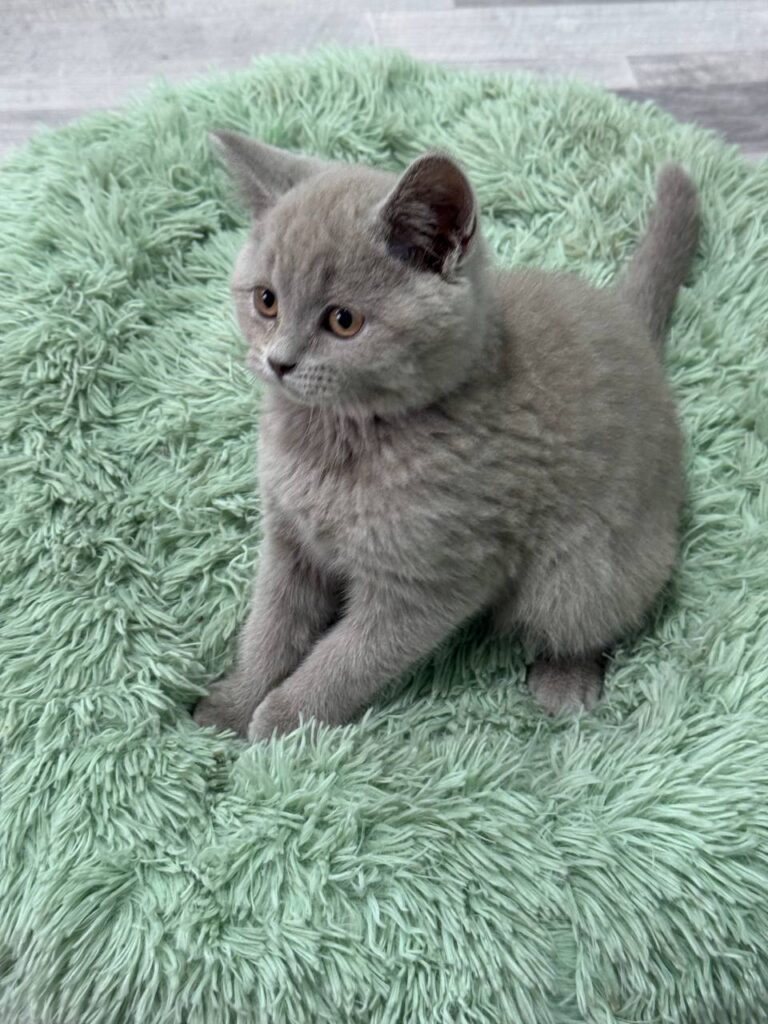 Smoke - Blue British Shorthair Male 2.5 Months Old