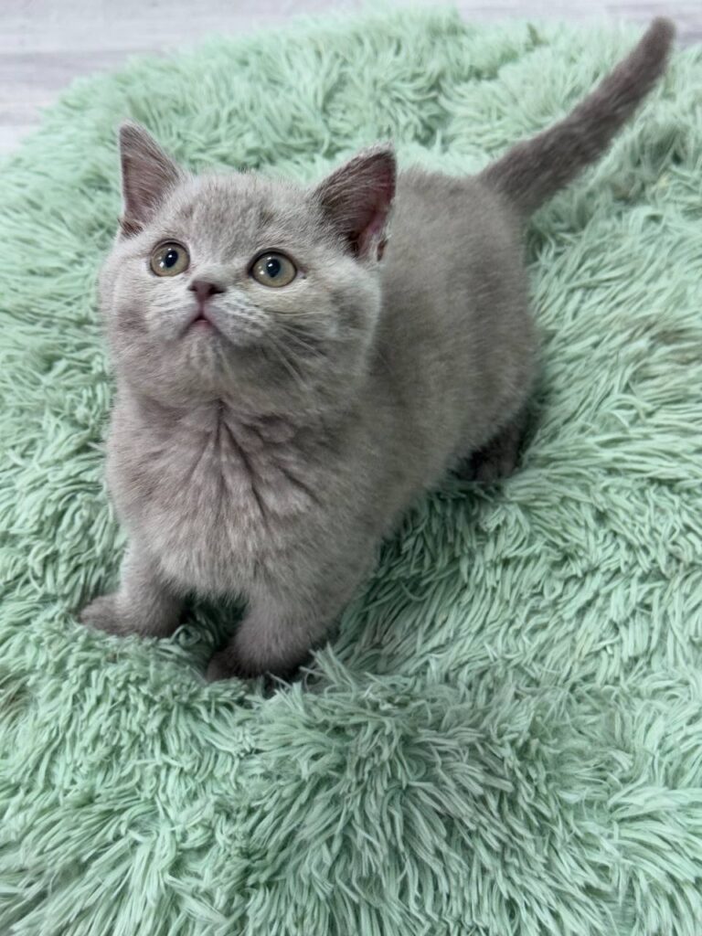 Gucci - Blue British Shorthair Male 2.5 Months Old