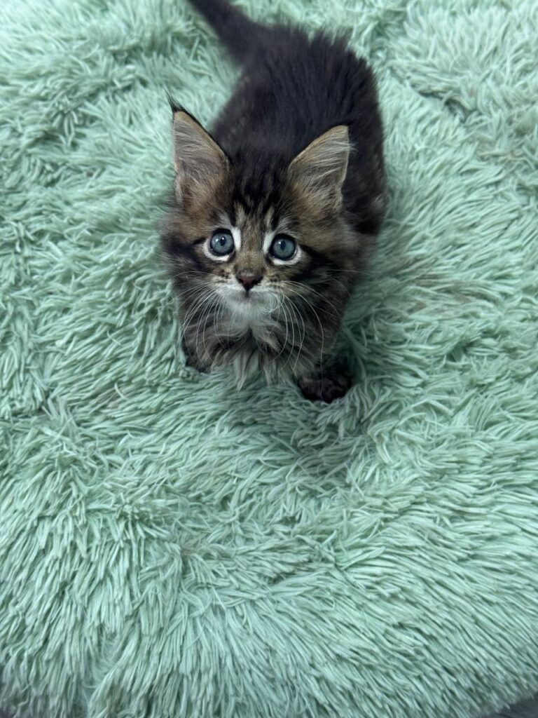 Armani - Dark Tabby Maine Coon Male 2.5 Months Old