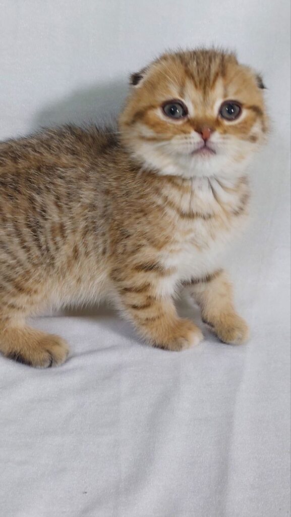 Dolce - Scottish Fold Gold Marble Female 2 Months Old