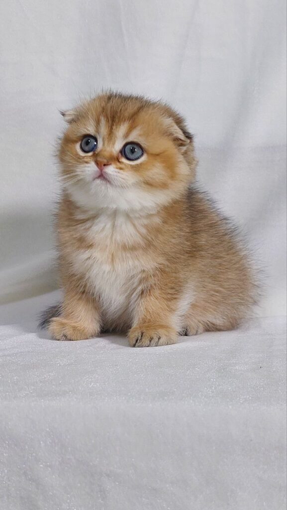 Bruno - Scottish Fold Gold Male 2 Months Old