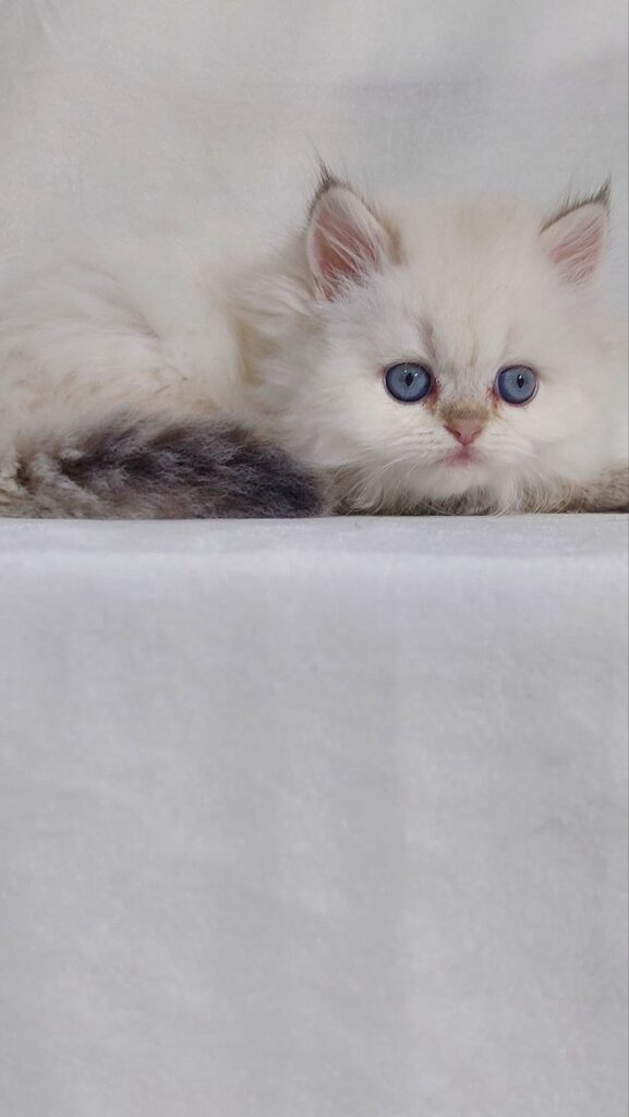 Celine - British Longhair White Female with Blue Eyes 2 Months Old