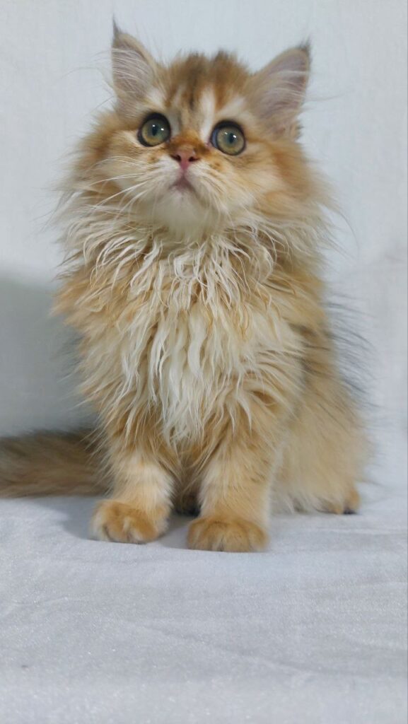 Chloe - Longhair Scottish Fold Female 3 Months Old