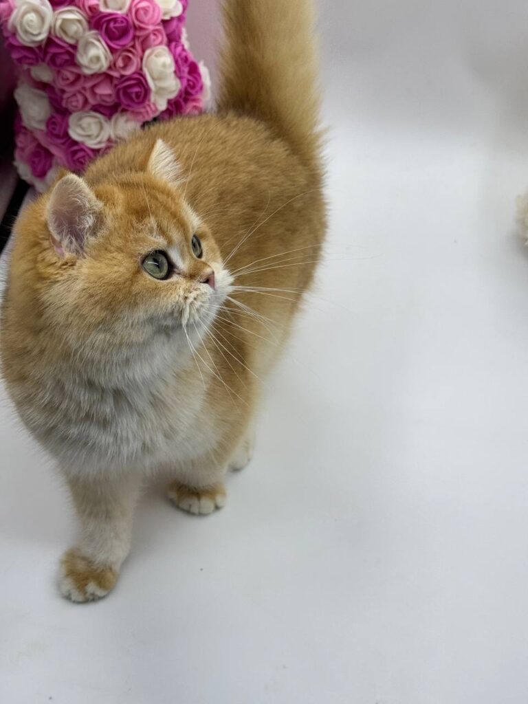 Calvin - British Shorthair Gold Male 4 Months Old